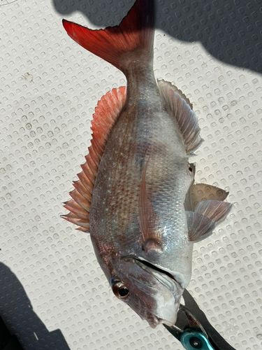 タイの釣果