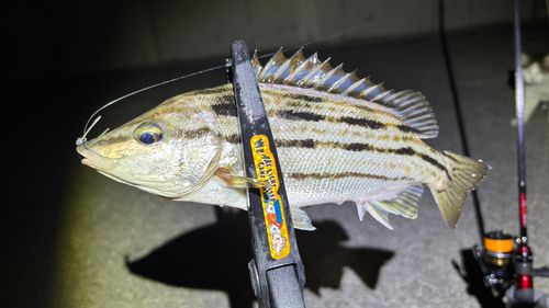 シマイサキの釣果