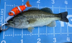 ラージマウスバスの釣果