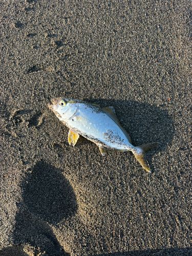 ツバスの釣果
