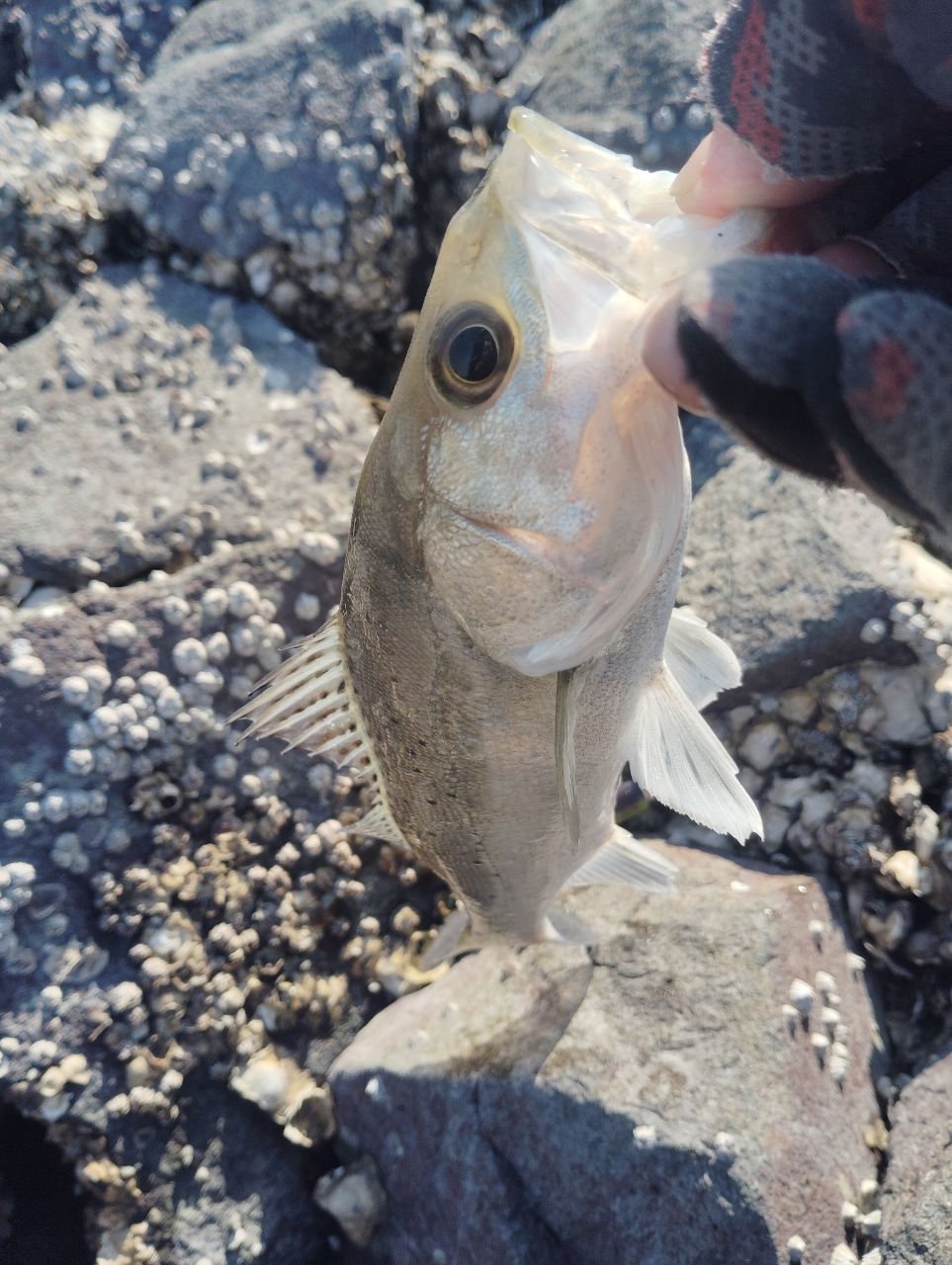 シーバスの釣果写真