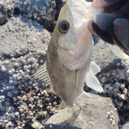 シーバスの釣果写真