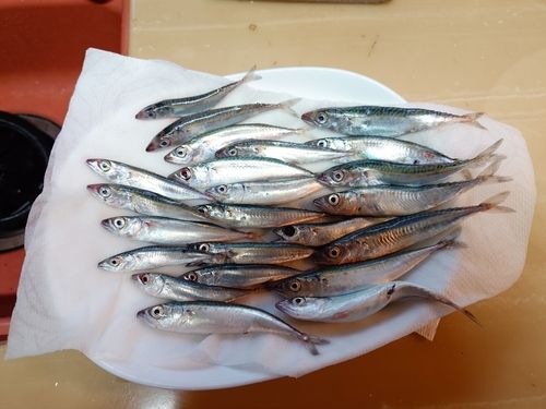 サバの釣果