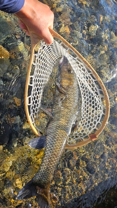 ニゴイの釣果