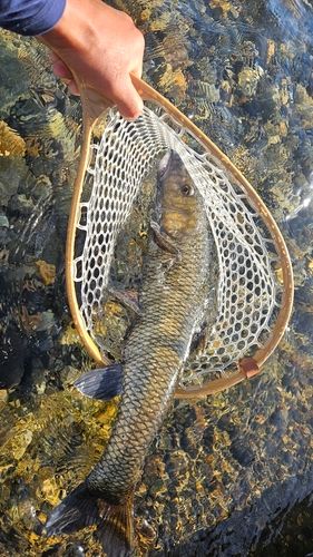 ニゴイの釣果