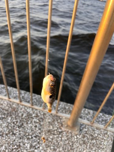 アカメフグの釣果