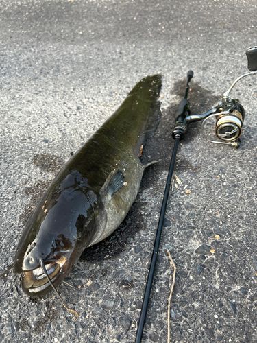 ナマズの釣果