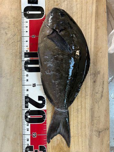 グレの釣果