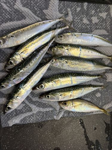 サバの釣果
