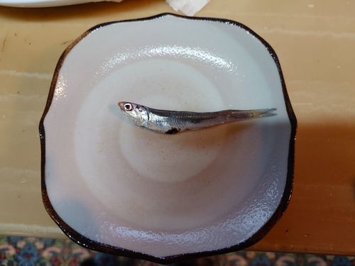 イワシの釣果