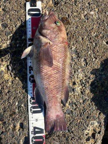 コブダイの釣果