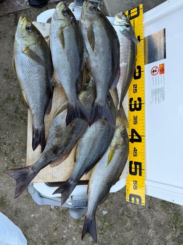 イサキの釣果