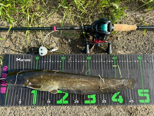 マナマズの釣果