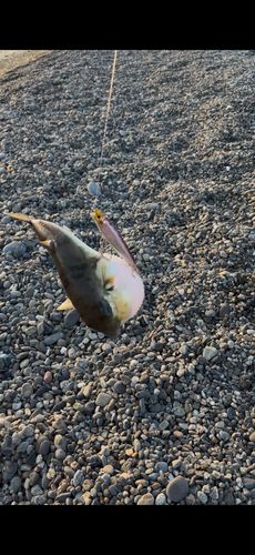 シロサバフグの釣果
