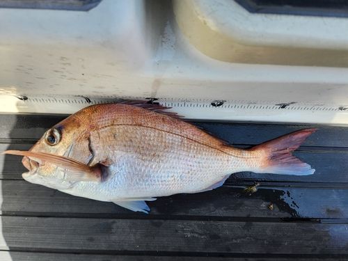 マダイの釣果