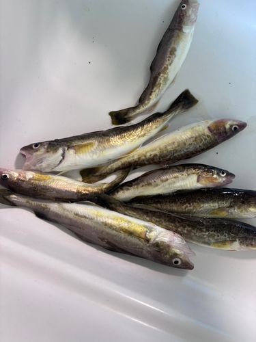 コマイの釣果