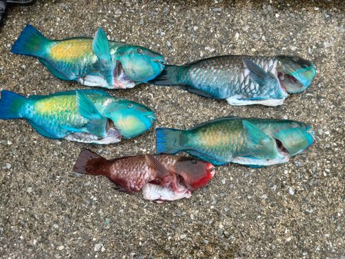 アオブダイの釣果