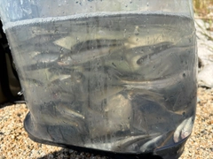 コアユの釣果
