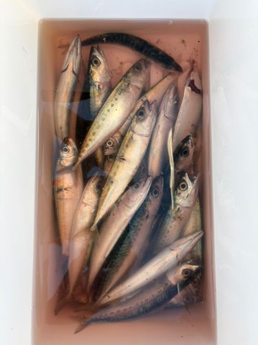 サバの釣果