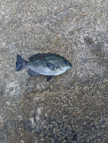 メジナの釣果