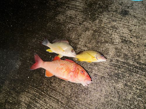 オジサンの釣果