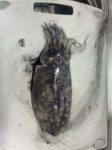コウイカの釣果