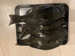 グレの釣果