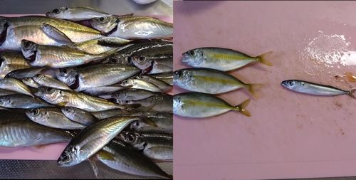 マアジの釣果