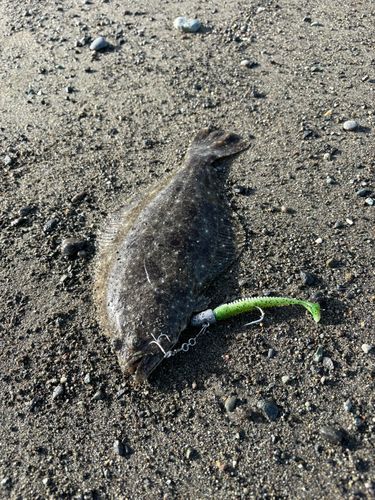 ソゲの釣果
