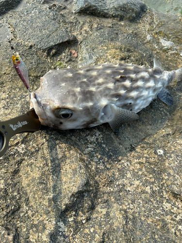 釣果