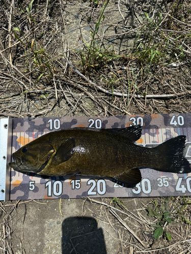 スモールマウスバスの釣果