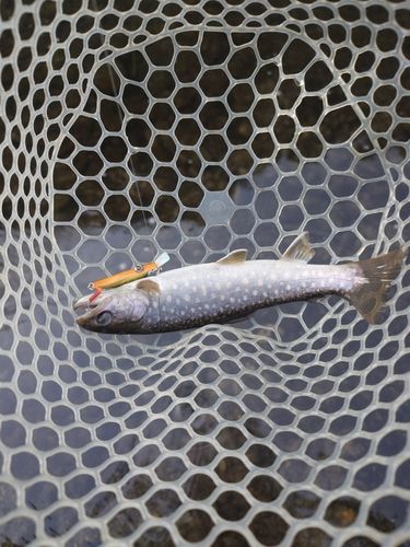 イワナの釣果