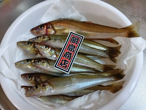 シロギスの釣果