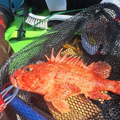 オニカサゴの釣果