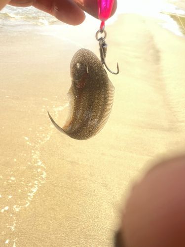 シタビラメの釣果