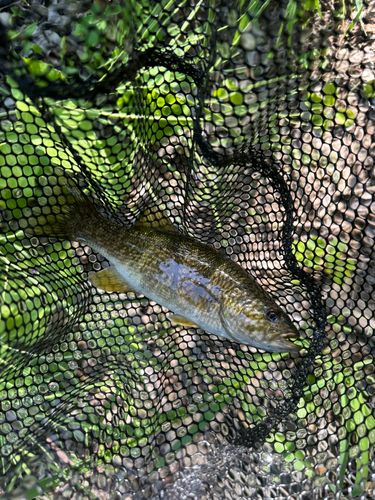 栃木県で釣れたライギョの釣り・釣果情報 - アングラーズ | 釣果600万