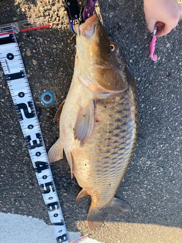 ノゴイの釣果