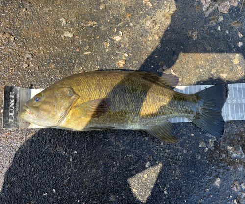 スモールマウスバスの釣果