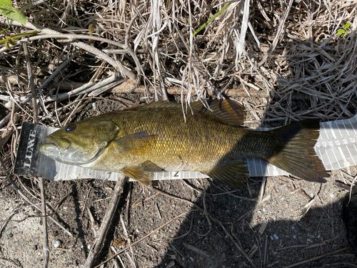 スモールマウスバスの釣果