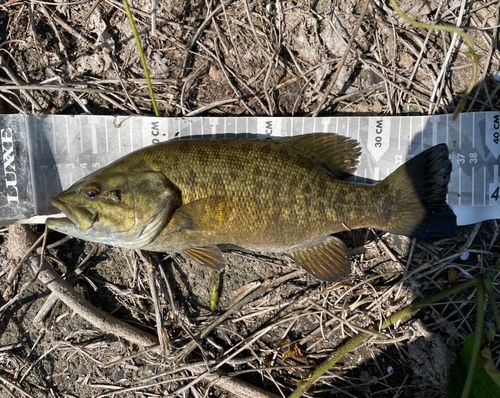 スモールマウスバスの釣果
