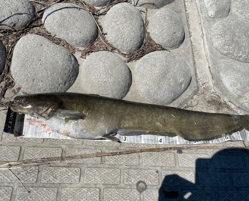 ナマズの釣果