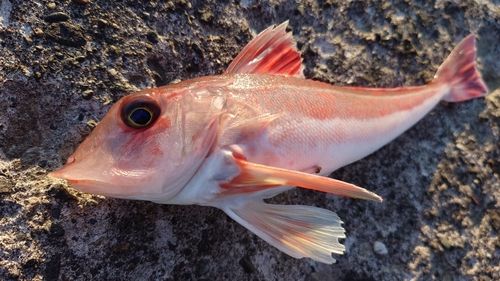 カナガシラの釣果