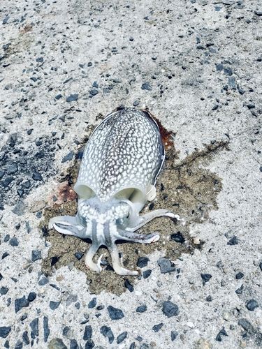 コウイカの釣果