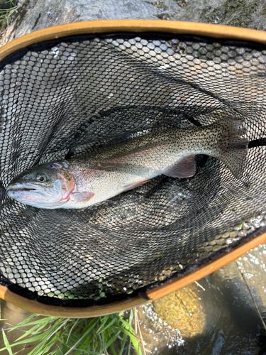 トラウトの釣果