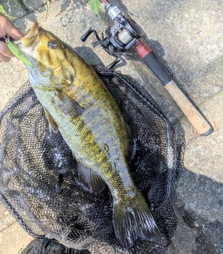 スモールマウスバスの釣果