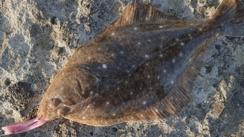 イシガレイの釣果