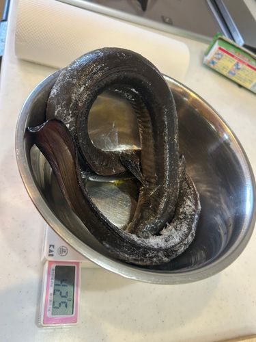 ウナギの釣果