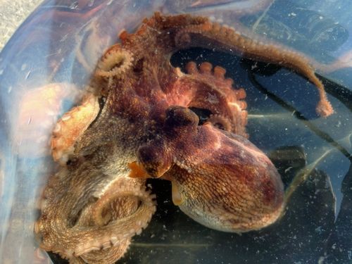 タコの釣果
