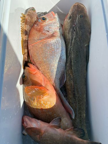 マゴチの釣果