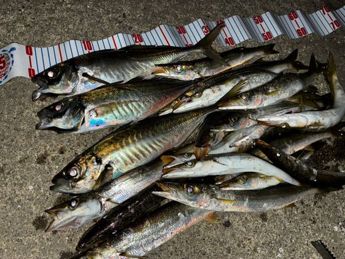アジの釣果